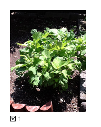 大葉、紫蘇の葉（図1）